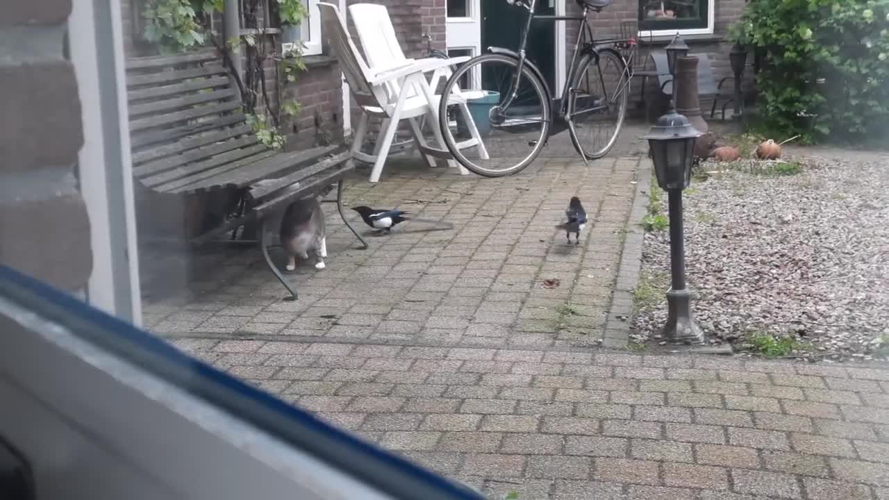 Try Not To Laugh - Best Funny Animals Compilation Will Make Your Day 100% Better