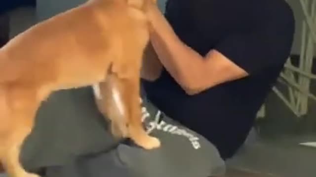 _ Akshay Kumar _ akshay kumar dog _ #shorts #akshaykumar #dog