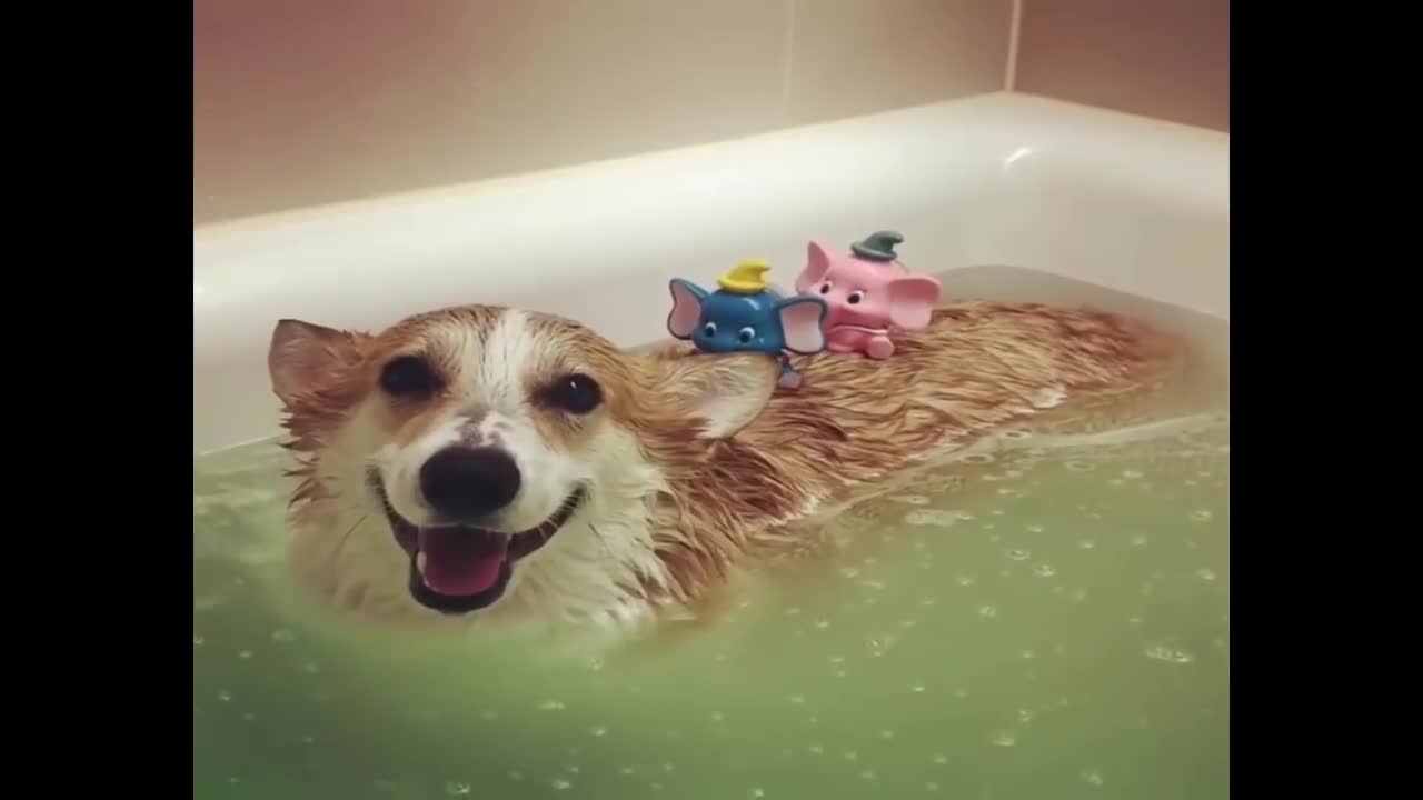 Funny Dogs Love Swimming - Puppy Videos .