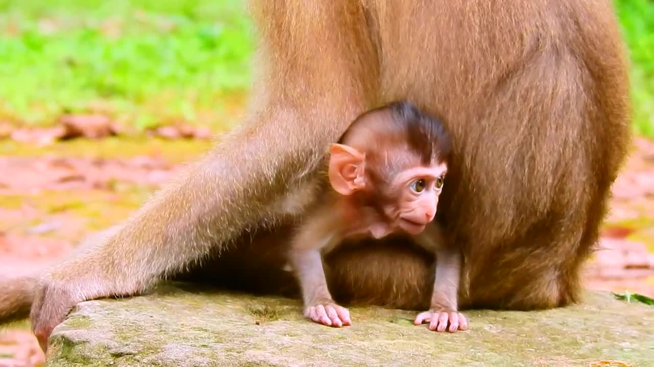 Check her baby every day funny wild monkey behavior , monkey animal funny video