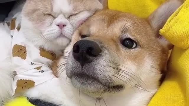 Cute pets The wonderful moments of cats and dogs loving each other and sleeping together are so homely