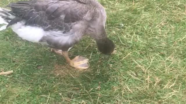 Bert’s wry neck early struggles with muscle control