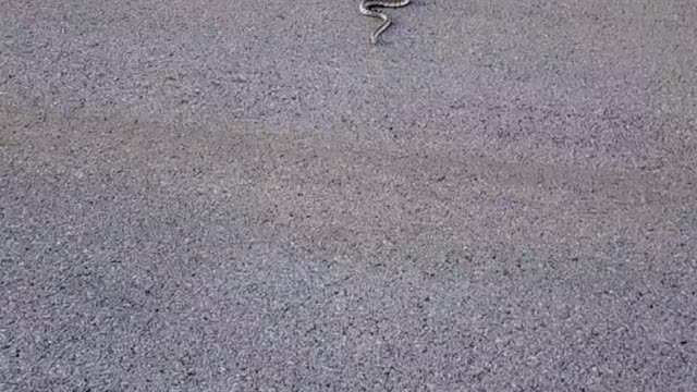 Snakey snake!