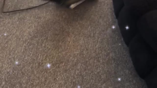 Small chihuahua barks at and chases vacuum in living room