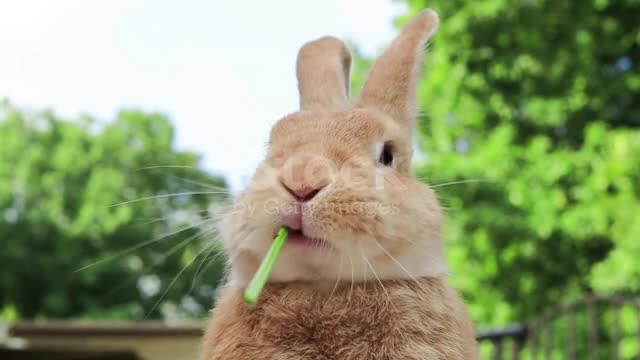 A Funny & Cute Rebbit Video