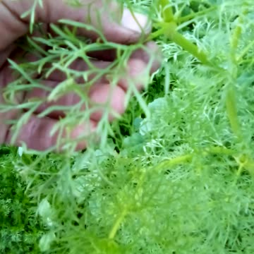 ammi visnaga garden update