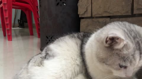 One day when a fat Tom cat is taking care of his fur.