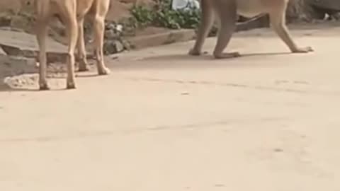 SuperFunny Animal