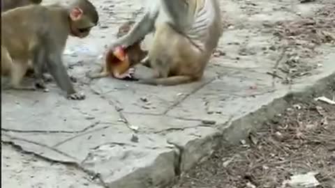 Amazing! Monkey China & Funny Love monkey| Animals Love