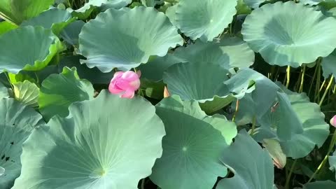 The flowers in the water are also the darlings of the world