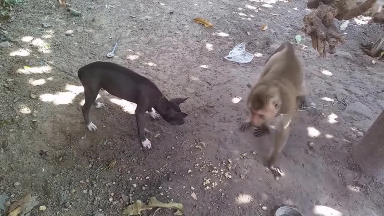 Mad monkey vs dog