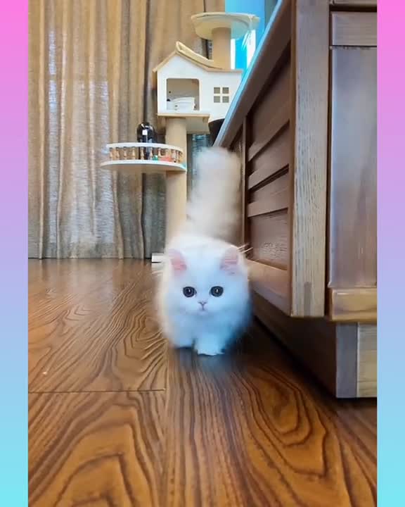 Naught Cat very funny status video 🥰🐅🐅😆😁🤣😃🤩👌