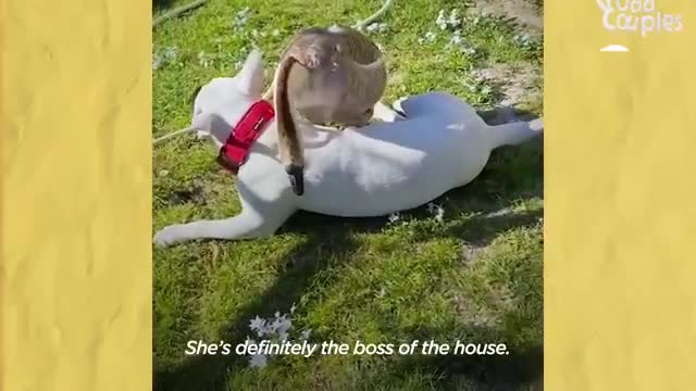 Rescued Tiny Gosling Thinks This Bull Terrier Is Her Mom - The Dodo Odd Couples