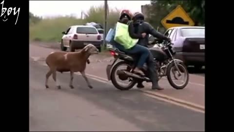 Let's Not to laugh