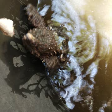 Alligator Snapping Turtle trying to eat a fish