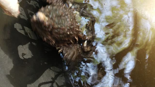 Alligator Snapping Turtle trying to eat a fish