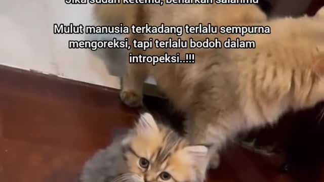 Cat motivasi