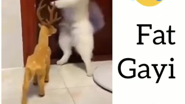 Funny video Of cute dog