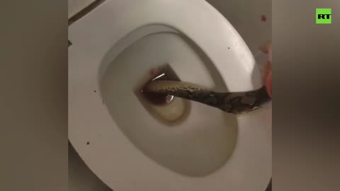 man beats snake to death after it bites him on the scrotum.mp4