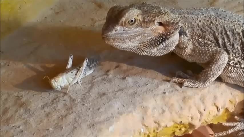 Reptile Attack