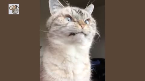 Funy Animals videos