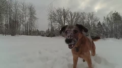 Dogs playing with they`re owner in Snow