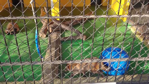 Three raccoons at a zoo