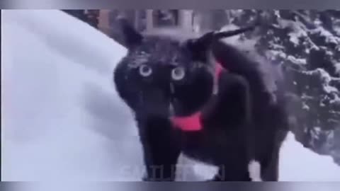 Funniest Animals Ever 🐧 - Awesome Funny Animals' Life Videos - Funniest Pets 😇
