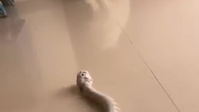 snake attacks cat