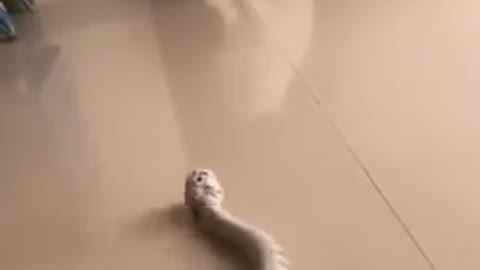 snake attacks cat