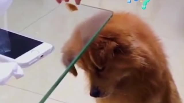 A dog that's not very smart