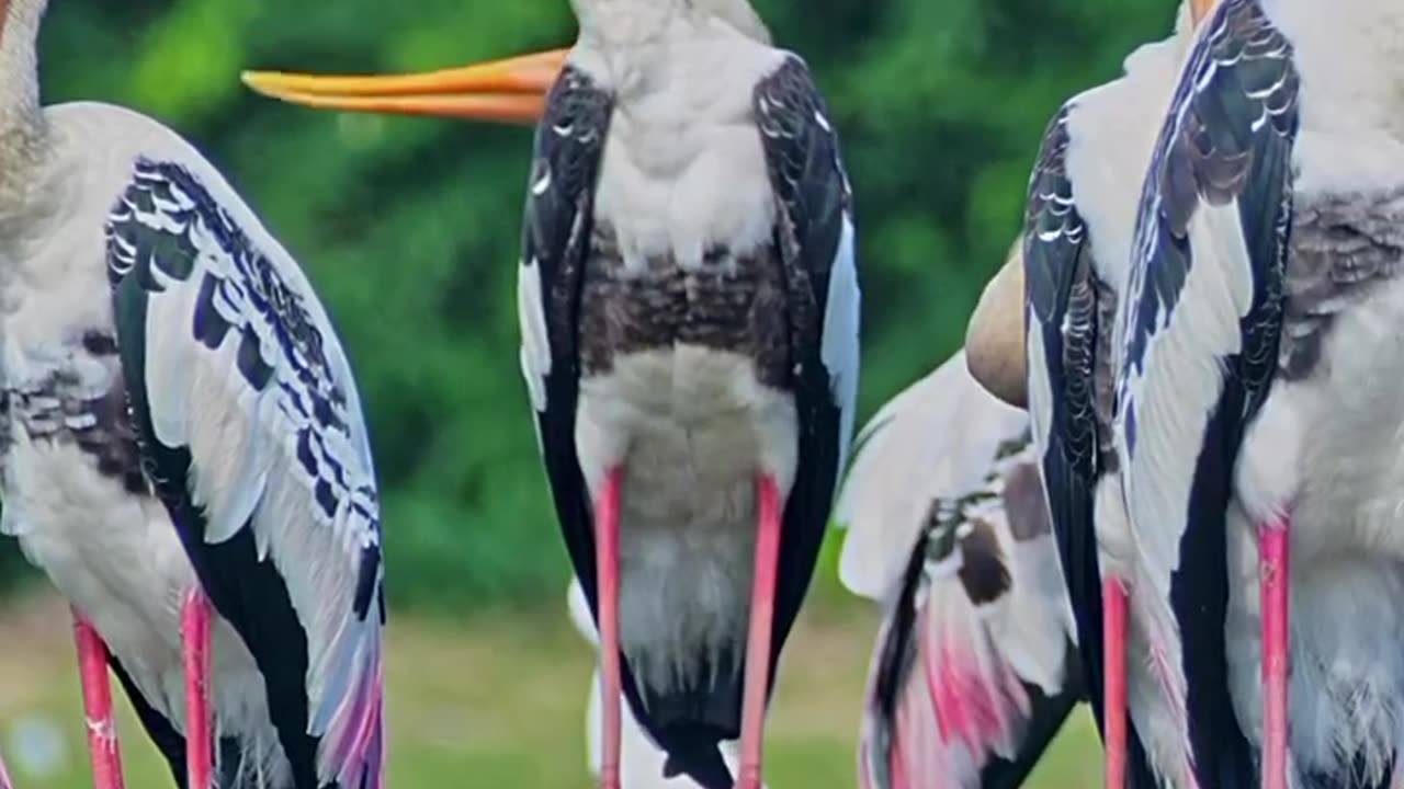 Wildlife and Funs
