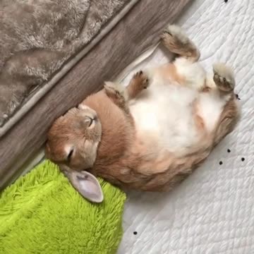This cute rabbit rabbit is sleepy