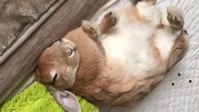 This cute rabbit rabbit is sleepy