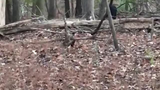 Bear Steals Deer from Hunter