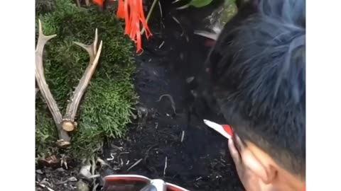 Plant Roots Jump When Tickled 😰😰