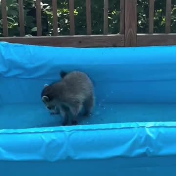 Raccoon trying out the swimming pool