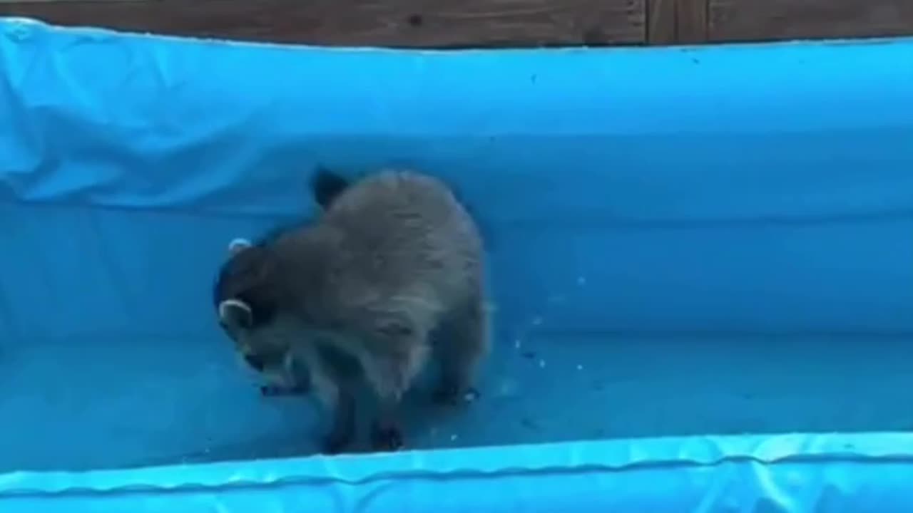 Raccoon trying out the swimming pool