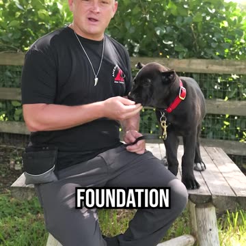 Meet Achilles, the 3 Month Old Cane Corso