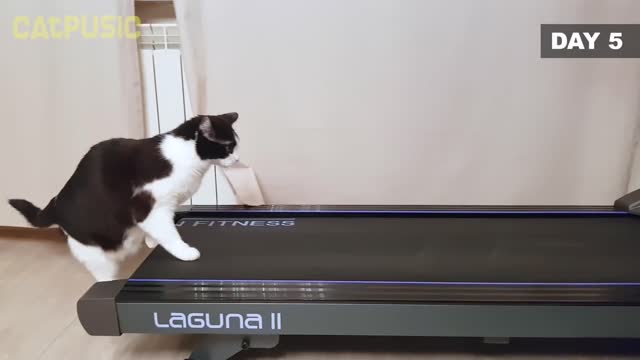 Cute cat video