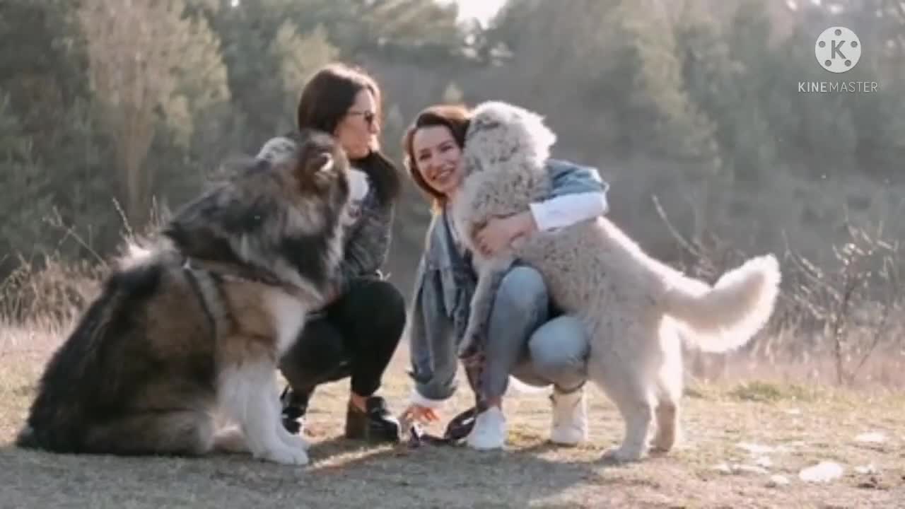 Cute dog birthday party