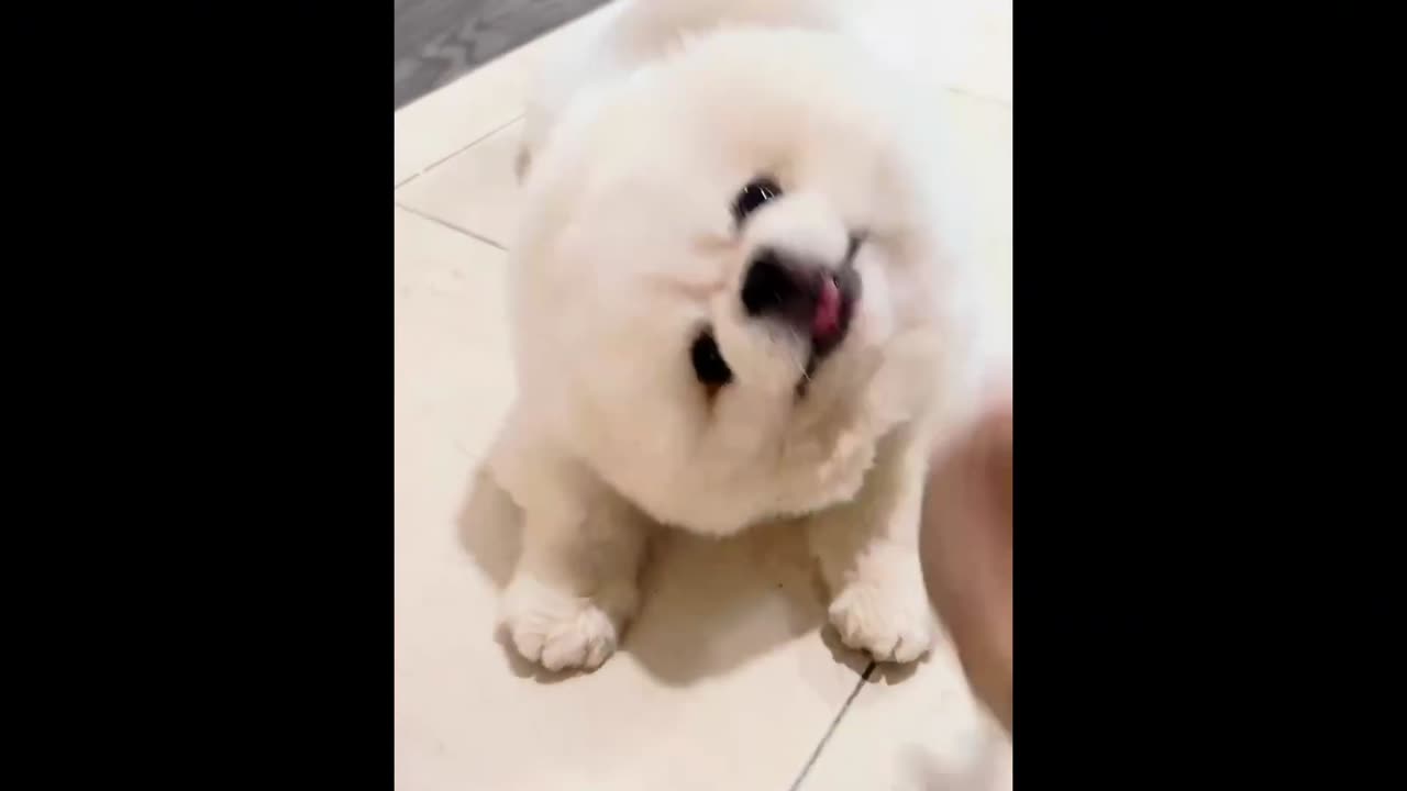 Adorable Dog Moments Compilation: Cute and Funny Videos #1