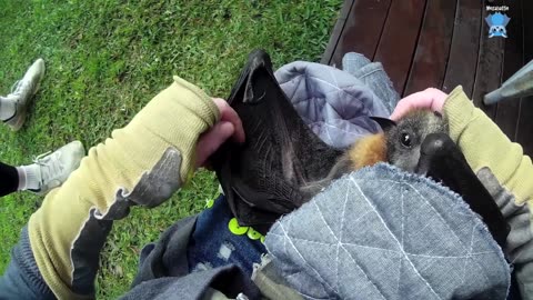 Rescuing a juvenile flying-fox in a courtyard this is Jacki-Rose