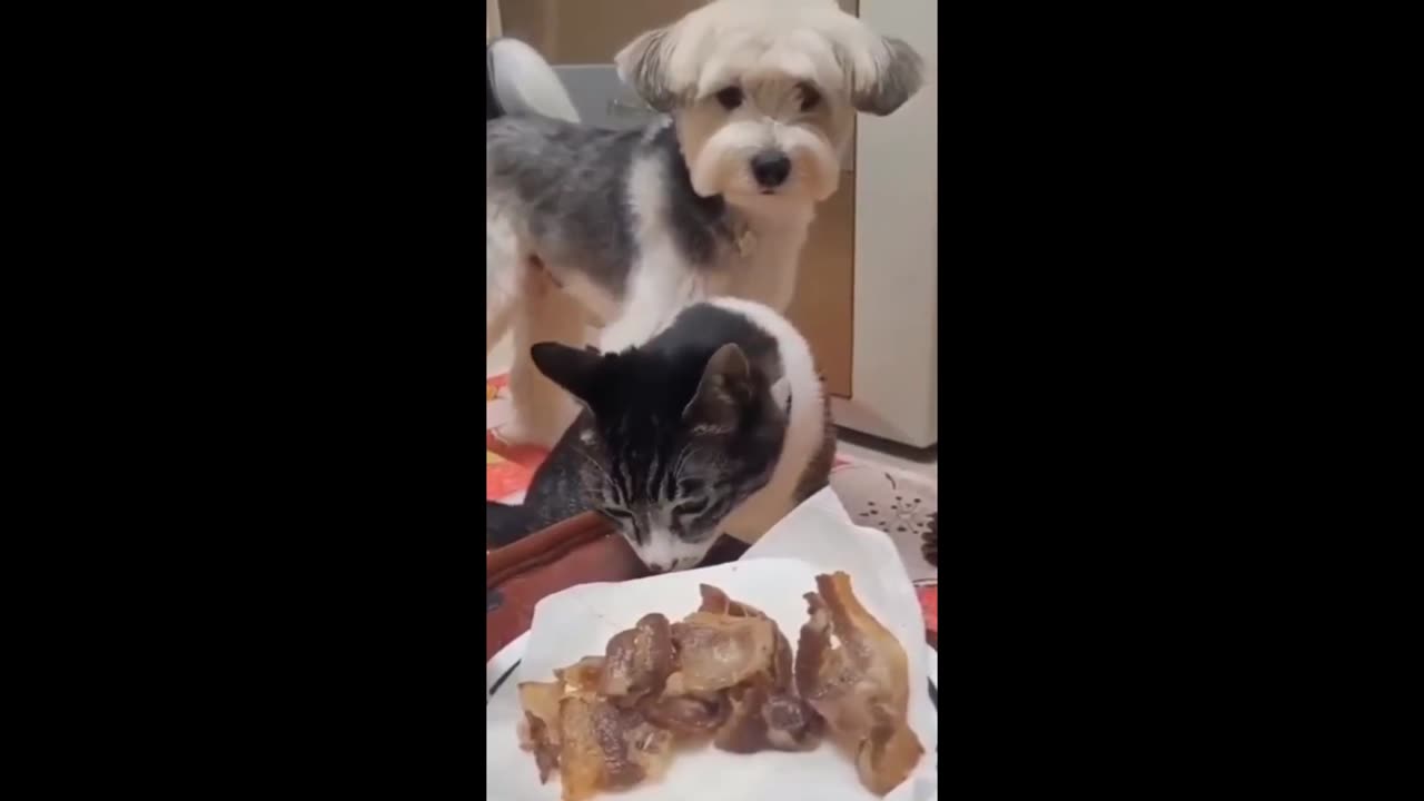 Funny animals😁 - Funny cats / dogs - Funny animal videos