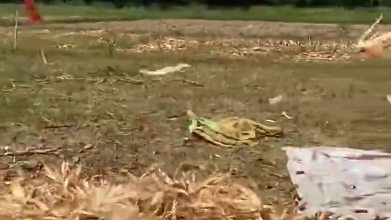 NVT Paddy Side Tokri Thresher Working In Field