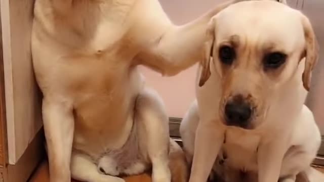 You will get stomach ache from laughing so hard funny dog video