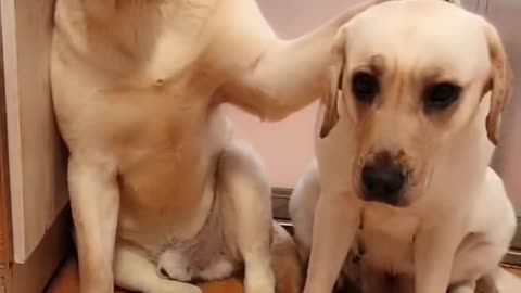 You will get stomach ache from laughing so hard funny dog video