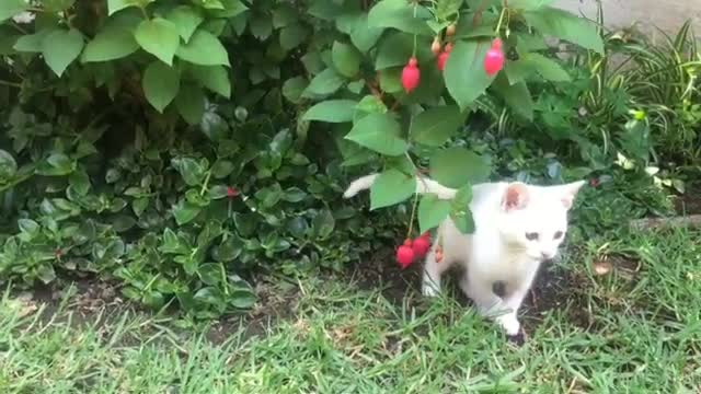 Funny Cat , Funny Cat Are Playing With Flowers, Cat are Playing With Baby?