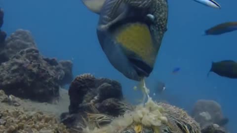 Divers Fear this fish! #oceancreatures #facts #animals #amazinganimalfacts #sealife #shorts