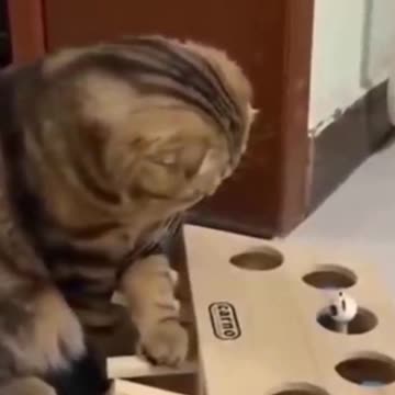 PETS NEVER LIE ABOUT LOVE-15 #shorts